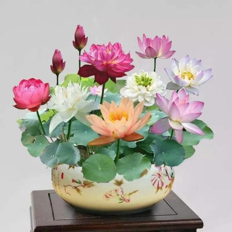 Bonsai Lotus Flower Seeds - Feature 1