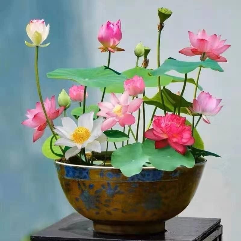 Bonsai Lotus Flower Seeds - Feature 2