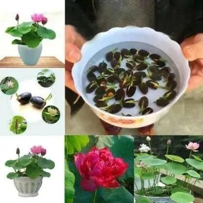 Bonsai Lotus Flower Seeds - Feature 3