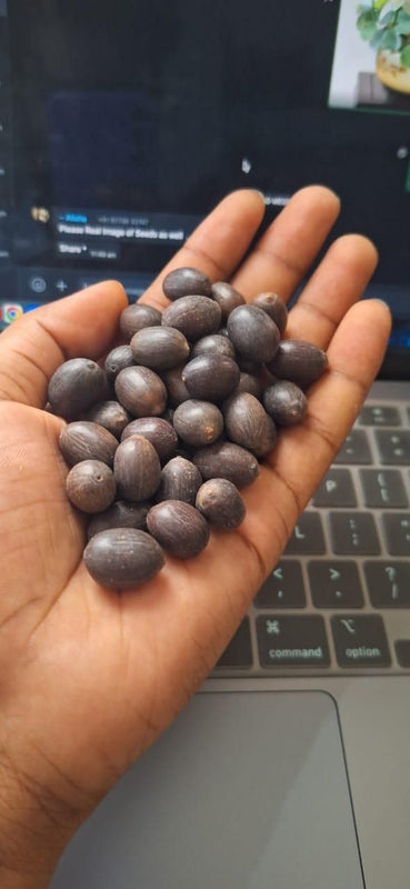 Bonsai Lotus Flower Seeds - Feature 4